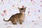 Abyssinian Kitten