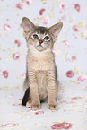 Abyssinian Kitten