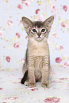 Abyssinian Kitten