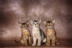 Abyssinian Kitten