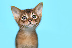 Abyssinian Kitten