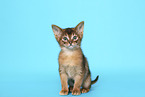 Abyssinian Kitten