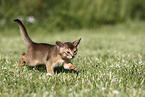 Abyssinian Kitten