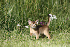 Abyssinian Kitten