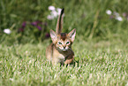 Abyssinian Kitten