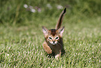 Abyssinian Kitten