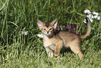 Abyssinian Kitten