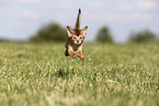 Abyssinian Kitten