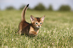 Abyssinian Kitten