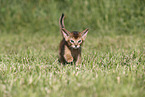 Abyssinian Kitten