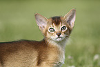 Abyssinian Kitten