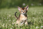 Abyssinian Kitten