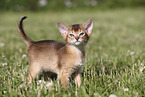 Abyssinian Kitten