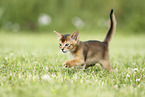 Abyssinian Kitten