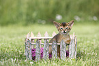 Abyssinian Kitten