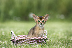 Abyssinian Kitten