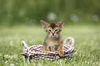 Abyssinian Kitten