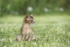 Abyssinian Kitten