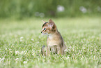 Abyssinian Kitten