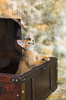 Abyssinian kitten