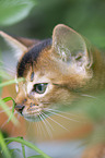 Abyssinian kitten