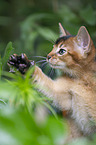 Abyssinian kitten