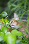 Abyssinian kitten