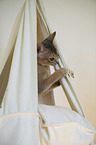 Abyssinian