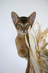 Abyssinian