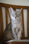 Abyssinian