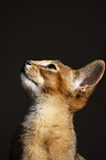 Abyssinian
