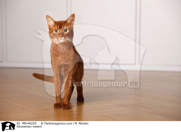 Abessinier variant / Abyssinian variant / RR-46225