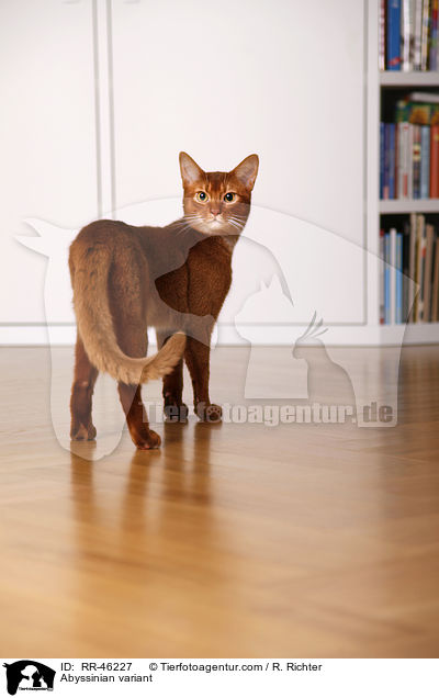 Abessinier variant / Abyssinian variant / RR-46227