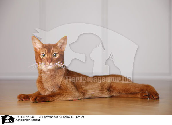 liegende Abessinier variant / Abyssinian variant / RR-46230