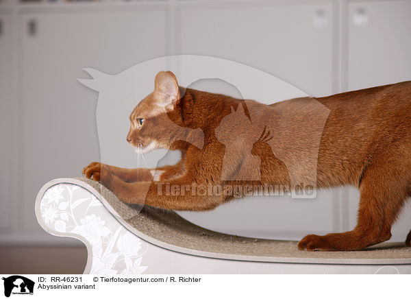 Abessinier variant schrft ihre Krallen / Abyssinian variant / RR-46231