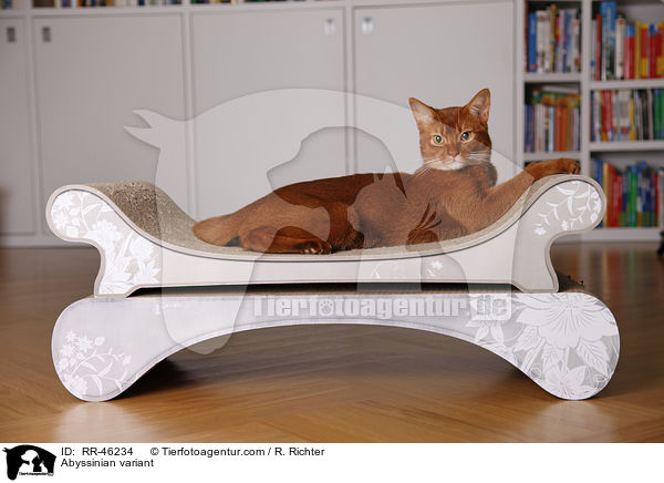 liegende Abessinier variant / Abyssinian variant / RR-46234