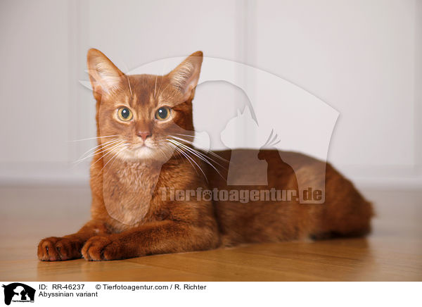 liegende Abessinier variant / RR-46237