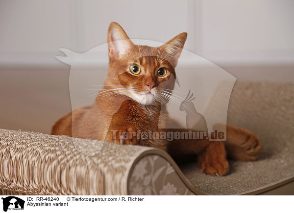 liegende Abessinier variant / Abyssinian variant / RR-46240