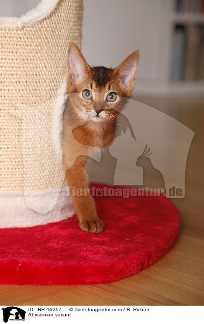 Abessinier variant Ktzchen / Abyssinian variant / RR-46257