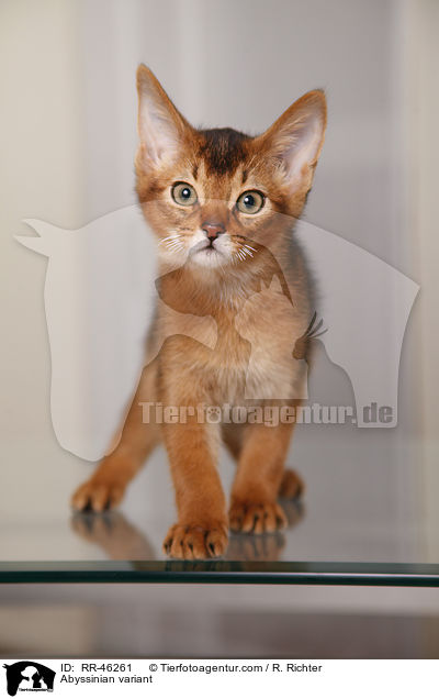 Abessinier variant Ktzchen / Abyssinian variant / RR-46261