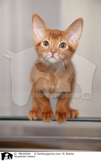 Abyssinian variant / RR-46264