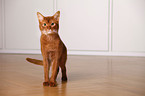 Abyssinian variant