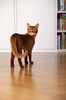 Abyssinian variant