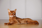 Abyssinian variant