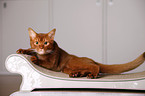 Abyssinian variant