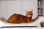 Abyssinian variant