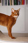 Abyssinian variant