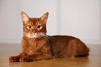 Abyssinian variant