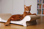 Abyssinian variant