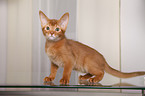 Abyssinian variant